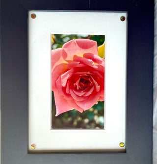 “Rose Photo #10 & #11” - re-New-ed Art Works