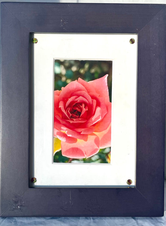 “Rose Photo #10 & #11” - re-New-ed Art Works